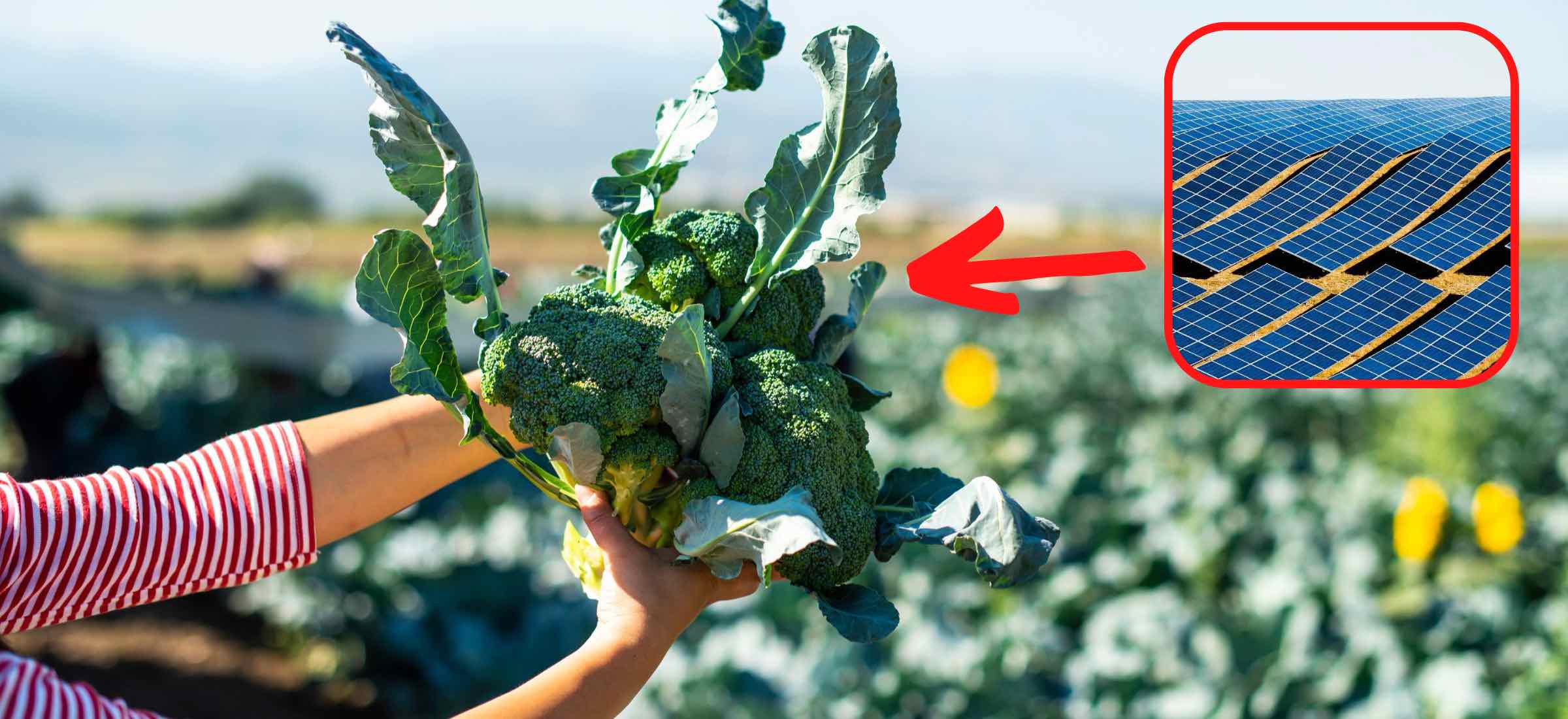 Agrowoltaika farmy fotowoltaiczne są idealne do uprawy warzyw