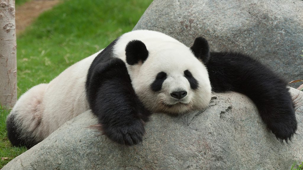 panda-spiaca-napflix class="wp-image-75681" 