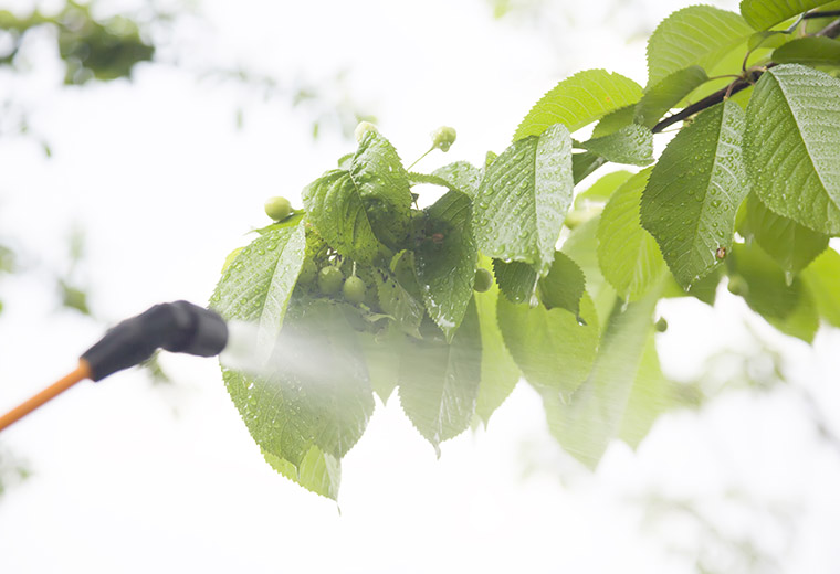 15 owoców i warzyw, które nie chłoną pestycydów