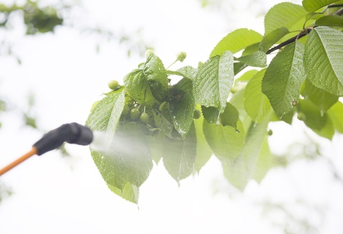 15 owoców i warzyw, …