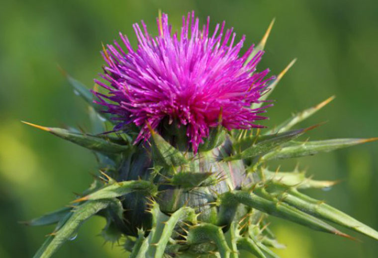 Jedzenie ostu? Cóż to za pomysł?