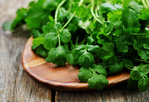 Kolendra i jej właściwości