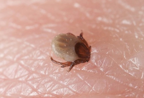 Borelioza – jesteś chory …