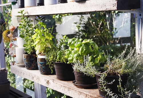 5 ziół, które łatwo …