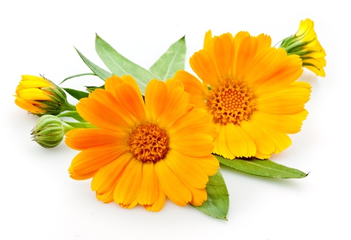 Nagietek - cudowny kwiatek