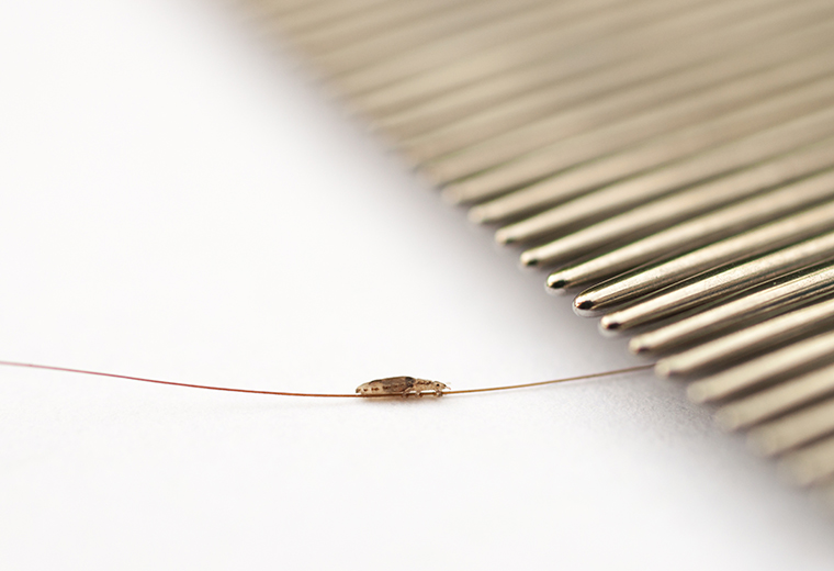 Fot. do artykułu: 'Wszy - jak się …'