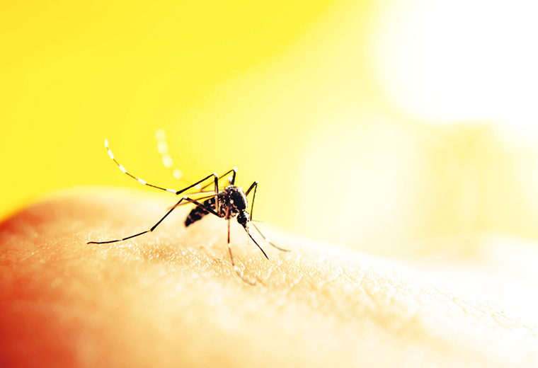 Komary: uniknij ukąszeń w sposób naturalny