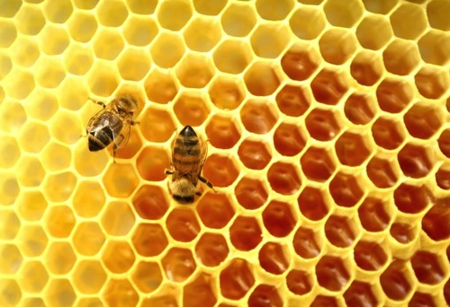 Produkty pszczele poprawiają zdrowie