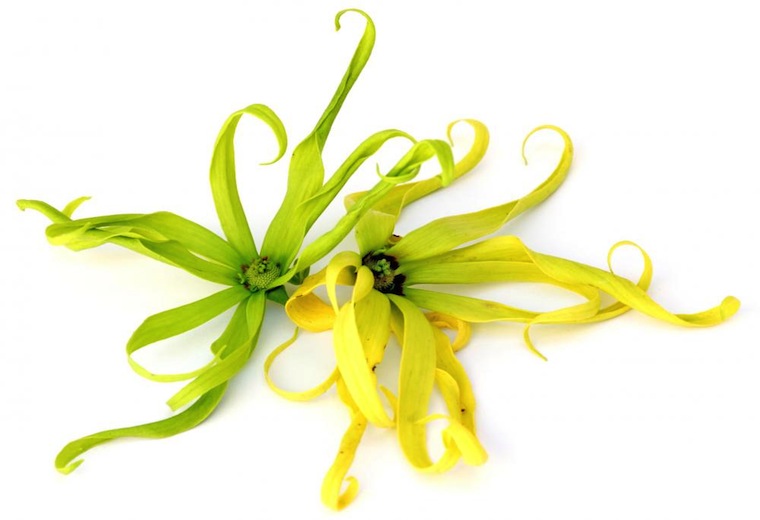 W oczekiwaniu na olejek ylang ylang…