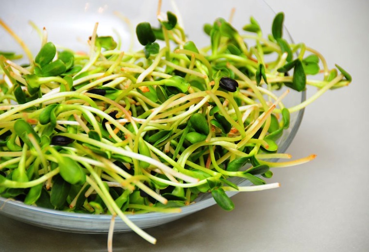 Kiełki - Część 2. Mini ogródek na oknie.