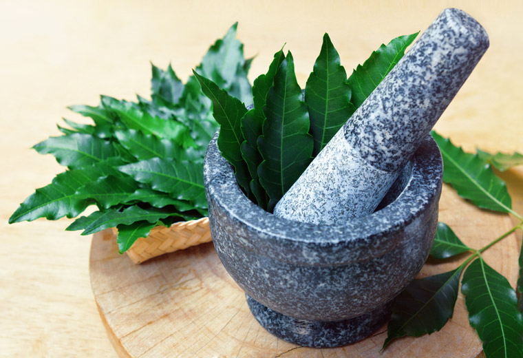 Neem - zioło i wielu leczniczych właściwościach