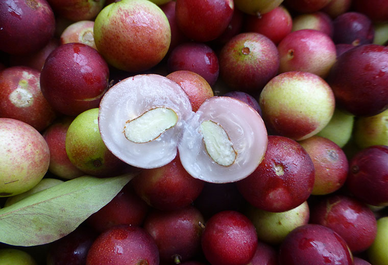 Camu camu - jagoda z amazonii