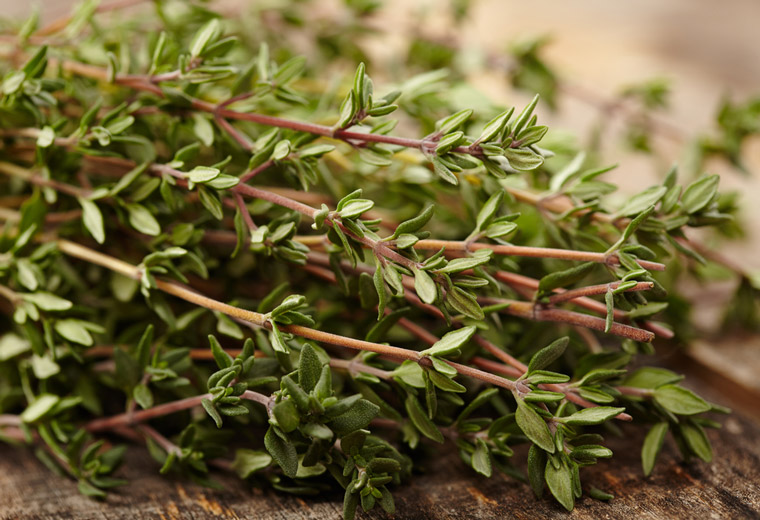 Tymianek - jak z niego korzystać?