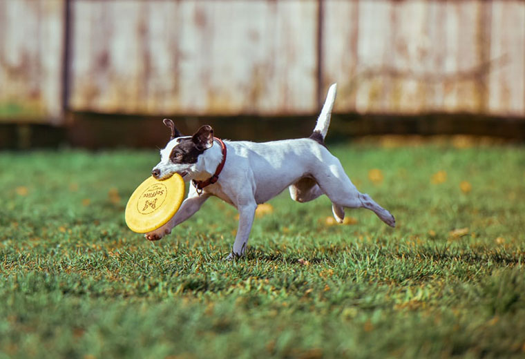 Fot. do artykułu: 'Psy i frisbee'