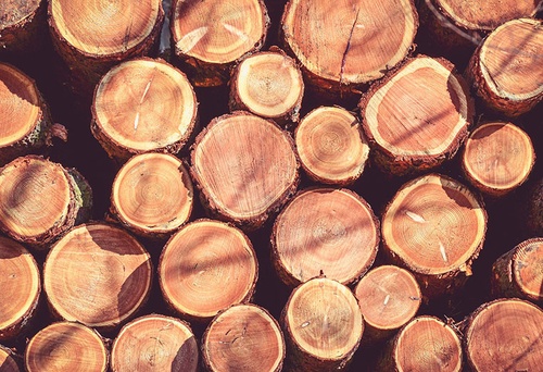 Jak wycinka drzew wpływa …