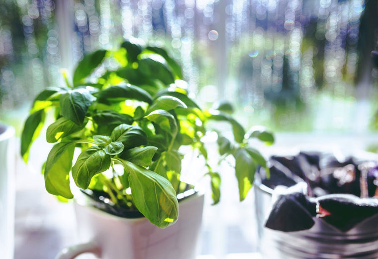 Załóż własny ogród w doniczce