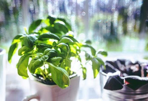 Załóż własny ogród w …