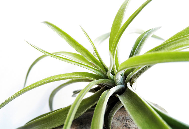 Lecznicze właściwości żyworódki