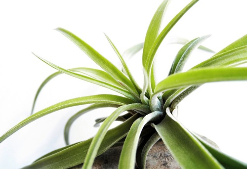 Lecznicze właściwości żyworódki