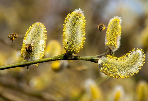 Co pyli na wiosnę? …