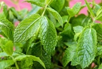 Fot. do artykułu: 'Mięta - zioło nie …'