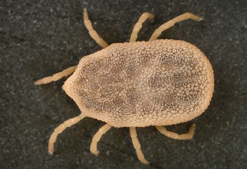 Obrzeżek gołębień, czyli co …