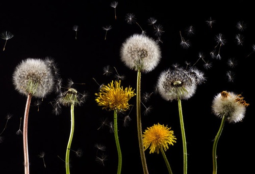 Miód z mniszka lekarskiego