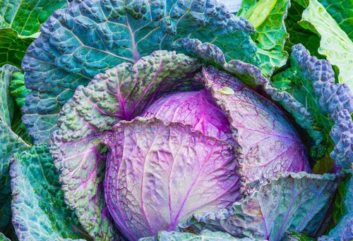 Właściwości zdrowotne kapusty