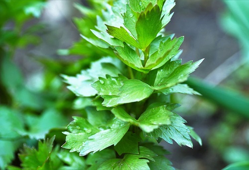 Lubczyk - na miłość …