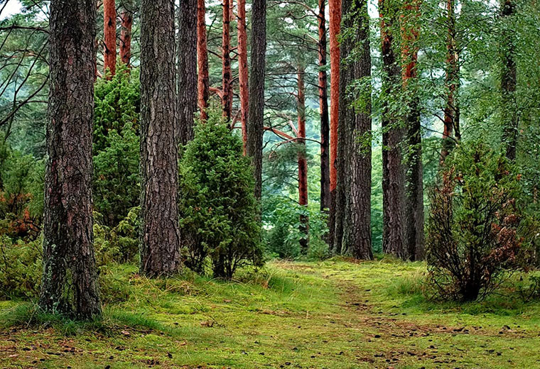 O czym powinieneś pamiętać wybierając się na wycieczkę do lasu?