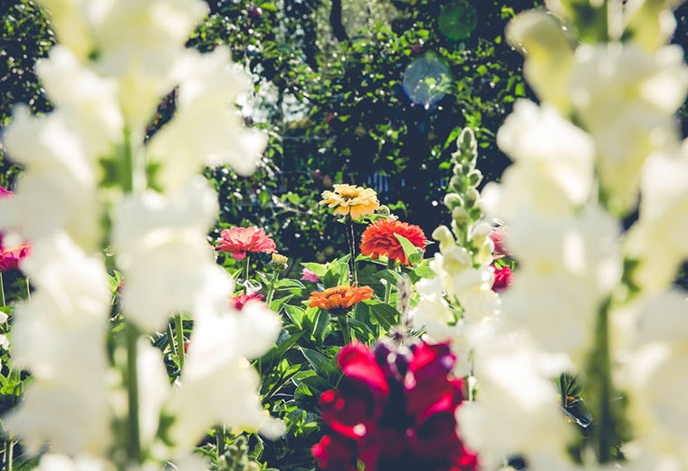 W wakacje nie zapominaj o ogrodzie