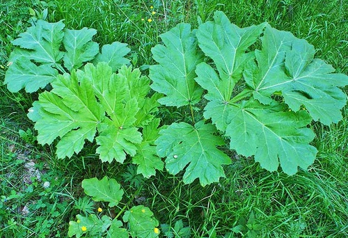 Latem uważaj na te …