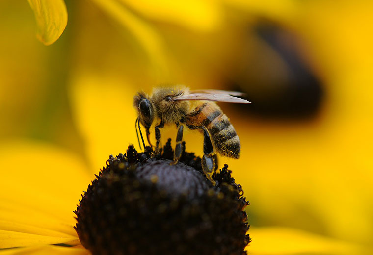 Jak poradzić sobie po użądleniu przez pszczołę lub osę?