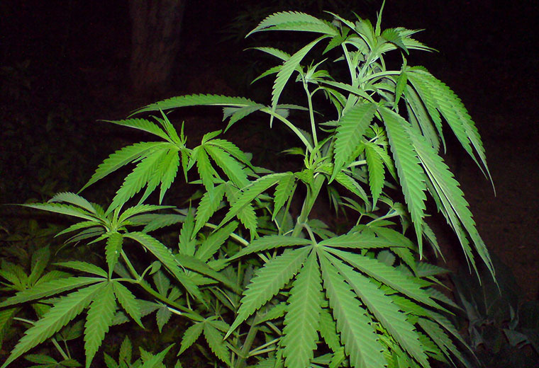 Fot. do artykułu: 'Leczenie marihuaną'