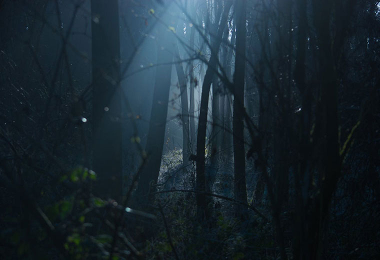 Niebezpieczeństwa czyhające w lesie