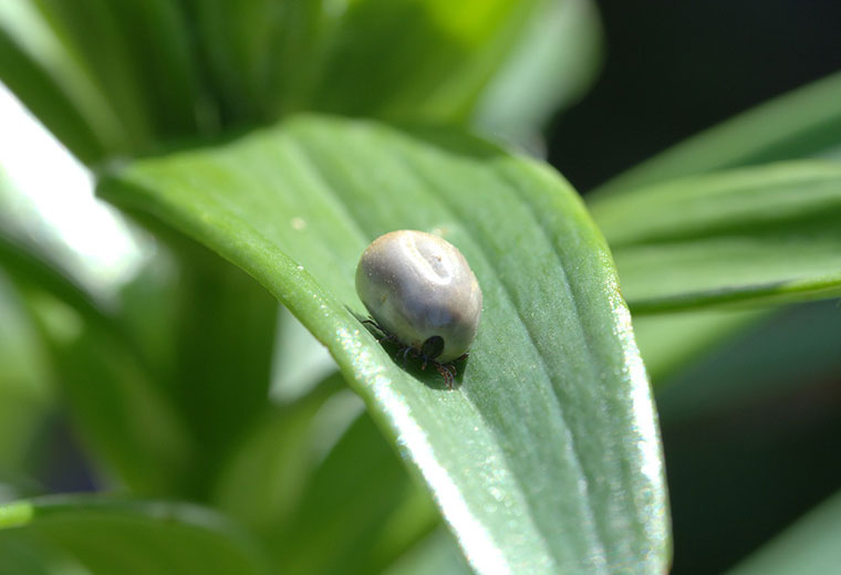 Borelioza - rosnąca epidemia