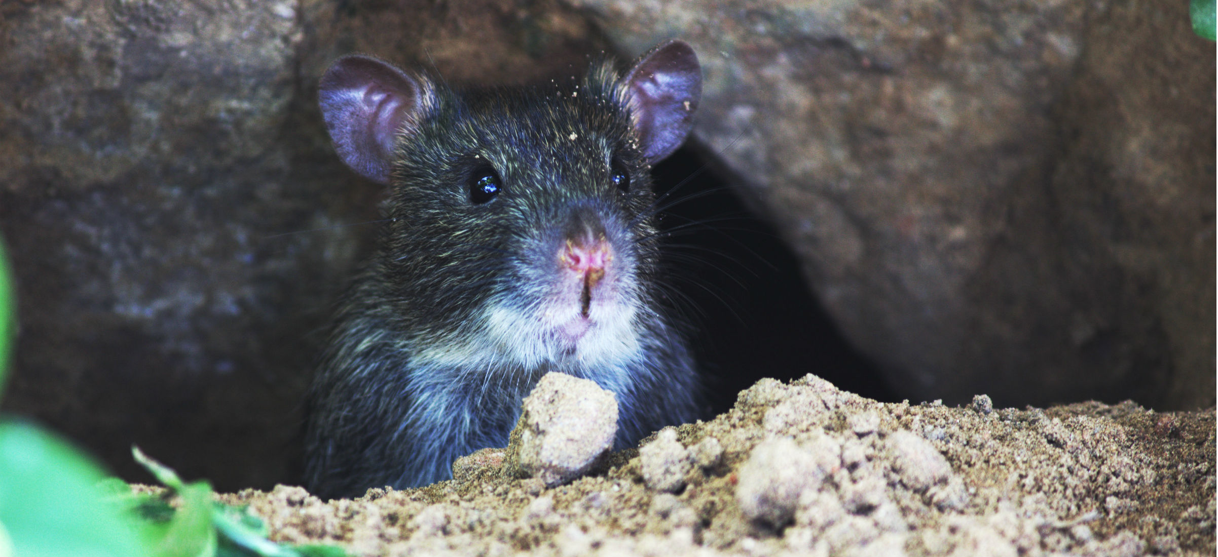 Szczury uwielbiają jeść przewody w nowych autach. Bo mają w składzie soję