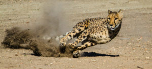 tryb cheetah tesla