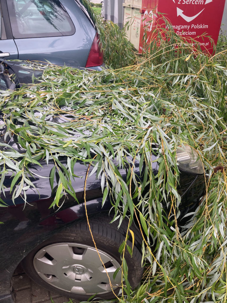 odszkodowanie za drzewo na samochodzie wichury w polsce