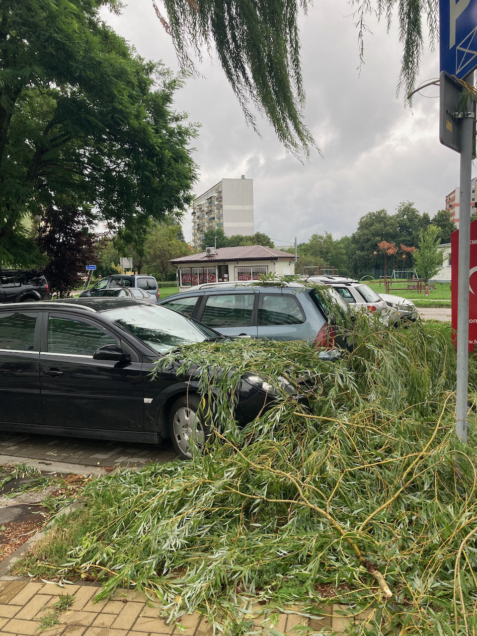 Odszkodowanie za połamane drzewo na samochodzie przepisy