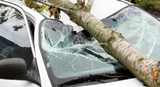 Gałąź czy drzewo spadło na samochód? Otrzymasz odszkodowanie?