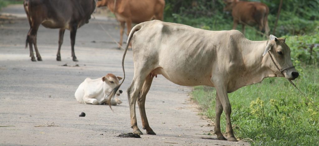 krowy przyczyną wypadków w Indiach