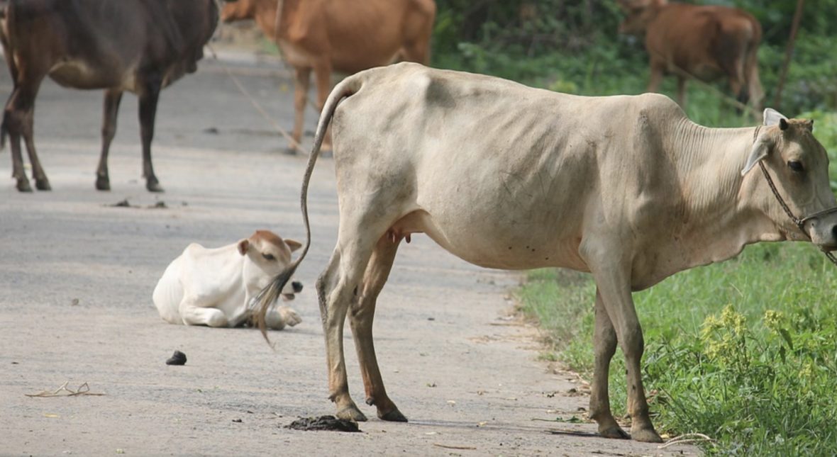 krowy przyczyną wypadków w Indiach