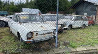 Popołudniowy miks zdjęć przypadkowych: Barszcz Sosnowskiego