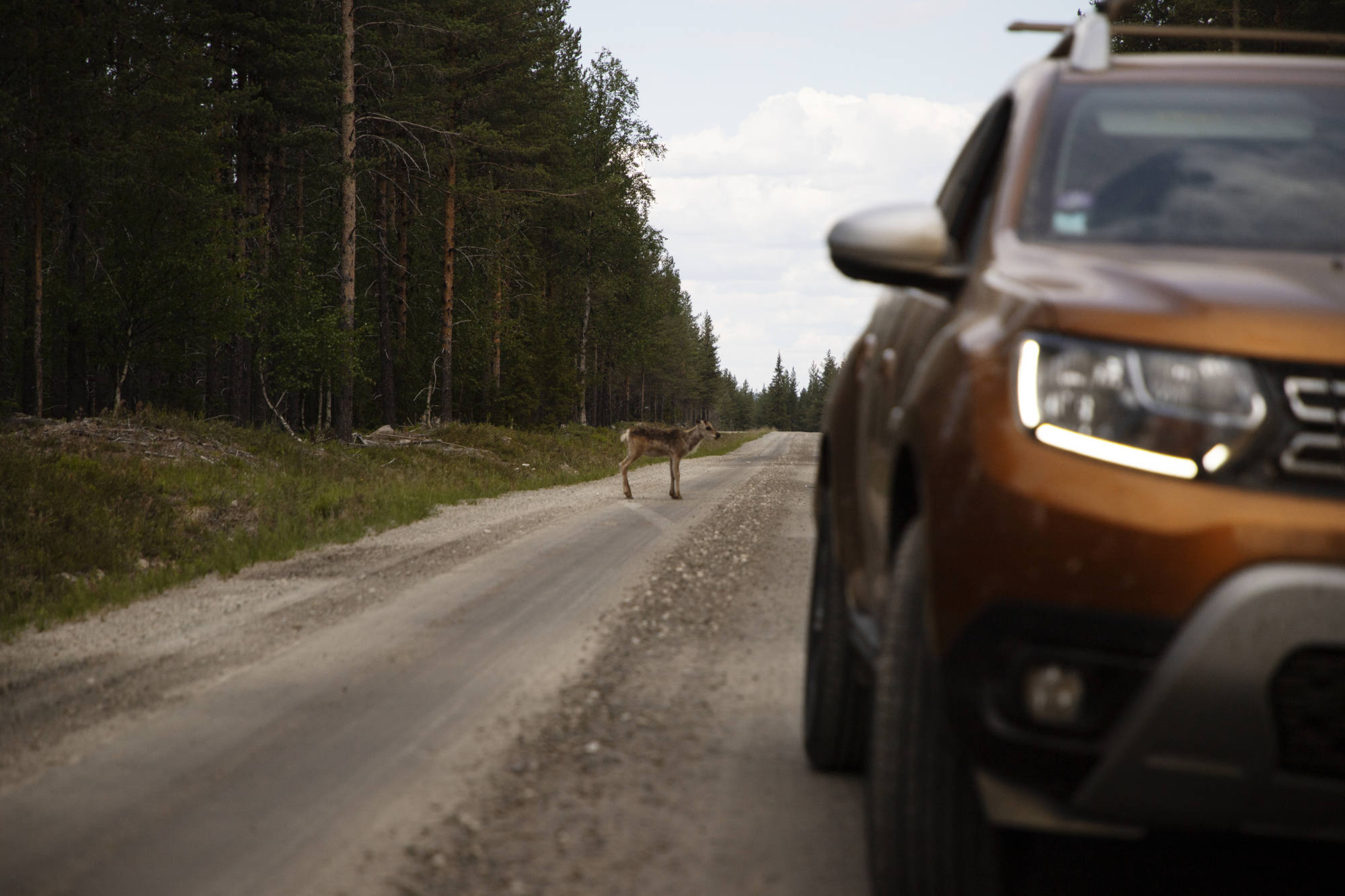 dacia suv coupe