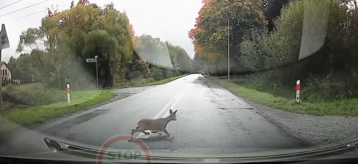 potracenie dzikiego zwierzęcia