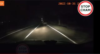 jeleń na drodze