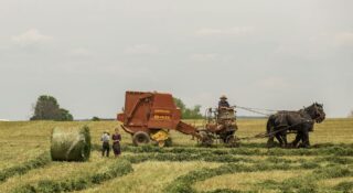 Amisze rezygnują z zaprzęgów konnych. Nie zgadniecie, czym będą teraz jeździć