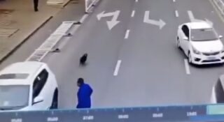 Nie skupiajmy się na tym, czy ten pies za kierownicą dostanie mandat. Jest inny temat