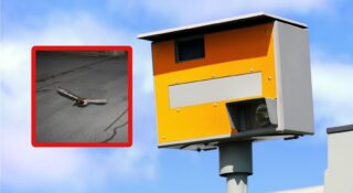 Ptak przekroczył prędkość przed fotoradarem. Działał w warunkach recydywy